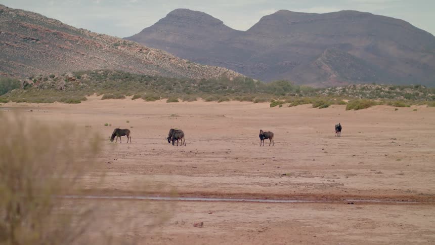 A few animals are grazing on the desert ground