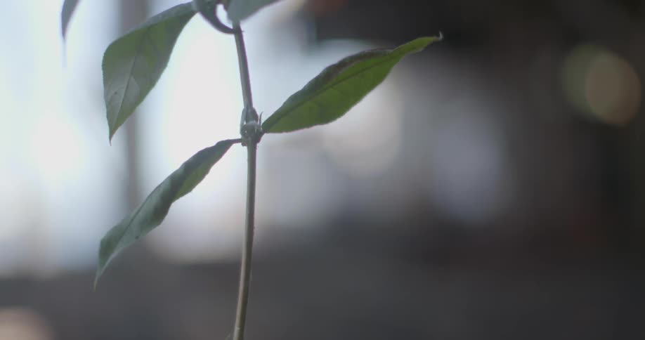 A weed sways in the breeze outside a construction site
