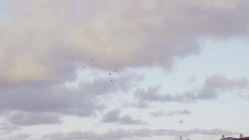Birds flying through the sky above the beach