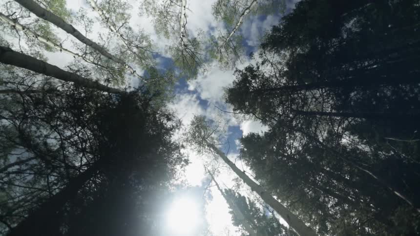 A view of the sky up through pine trees