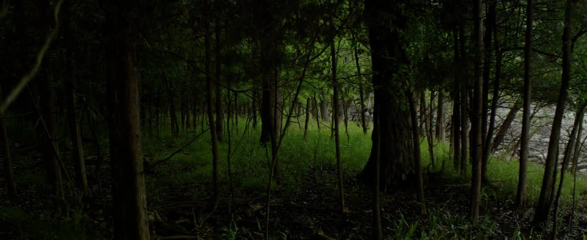 A lush dark forest