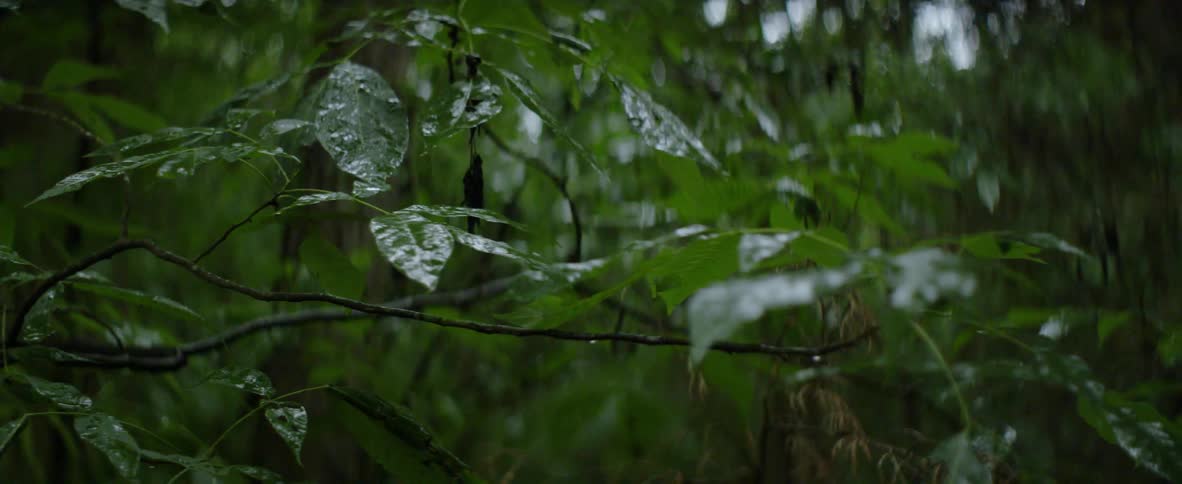 Rain drops onto shrubs and trees