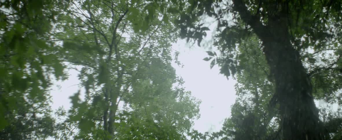 The tall trees have many green leaves