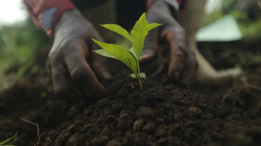 A person putting soil around a new planting