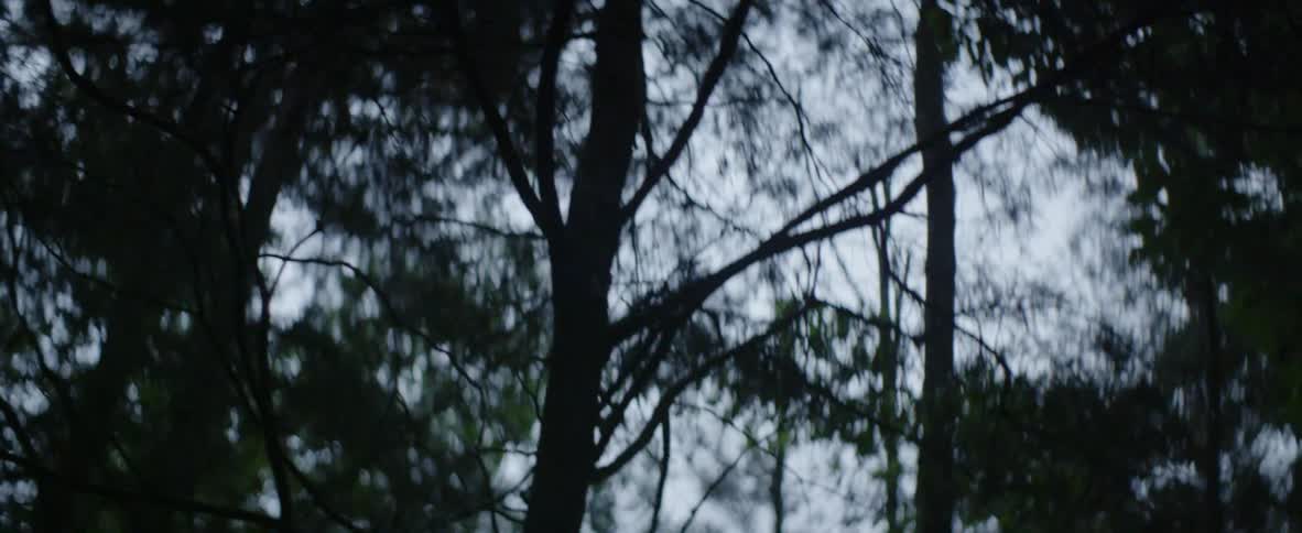 Trees tower above in the woods