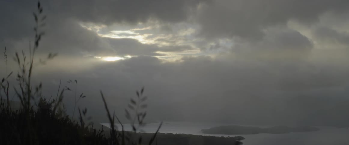 Grass bristles in the wind on the beach