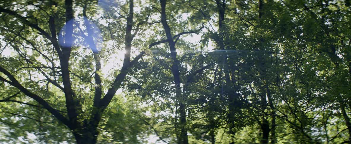 The sun shines bright through the branches of the trees