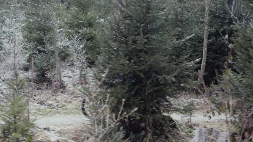 A bicyclist rides in a forest
