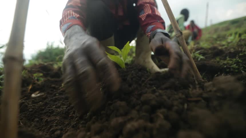 People planting a garden on a cloudy day