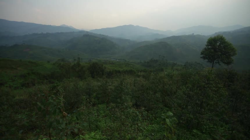 A high shot of a forest landscape