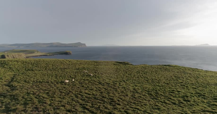 Sheep are running across a green field towards a cliff side