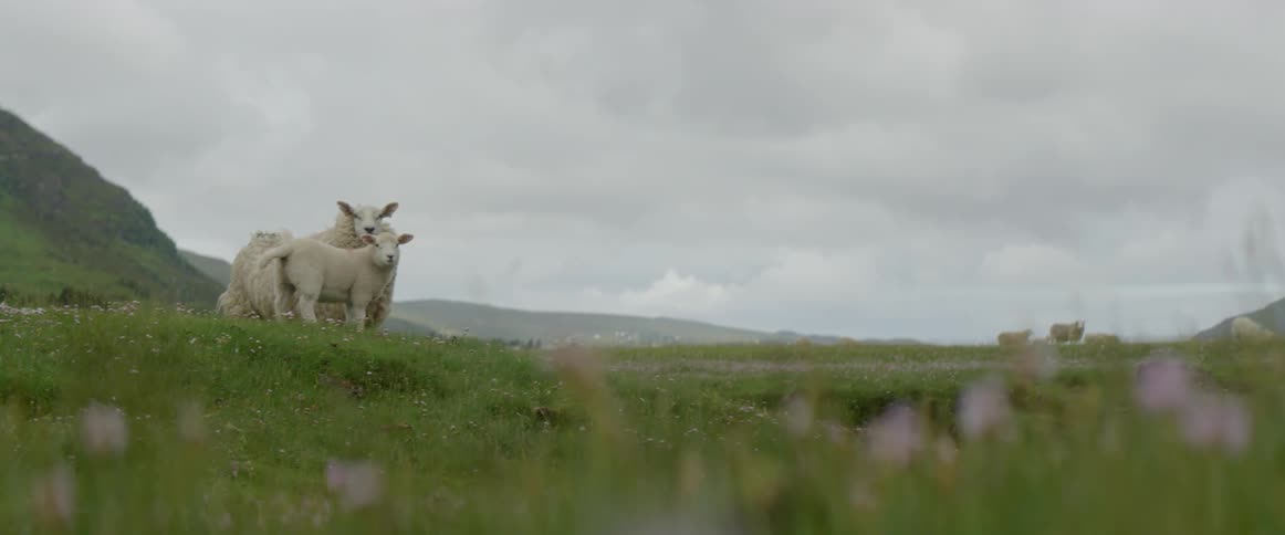Sheep stare from a grassy field