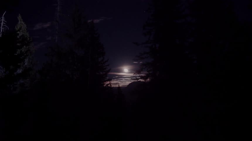 A bright light shines on pine trees at night