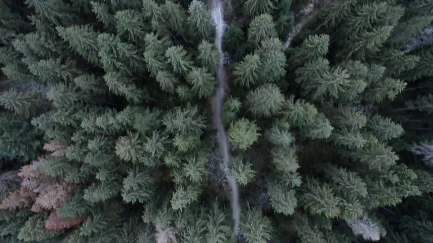 Green pine trees with a dirt road in the middle of viewed from the air