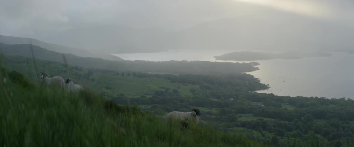 Sheep are standing on a green hill side