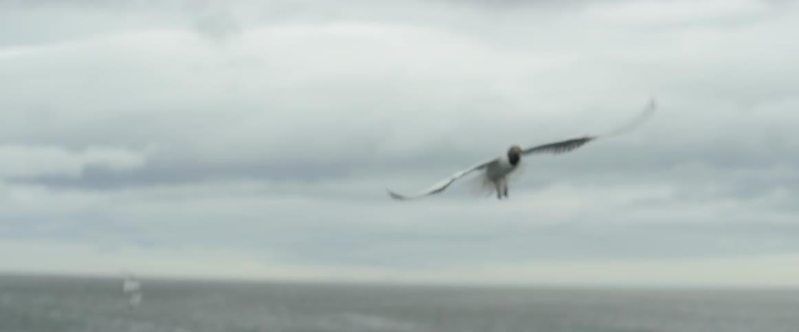 Birds flying on a rocky beach on a cloudy day