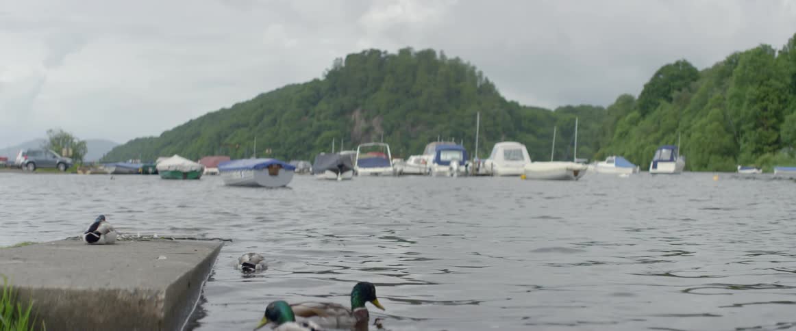 Ducks float on the water near parked boats