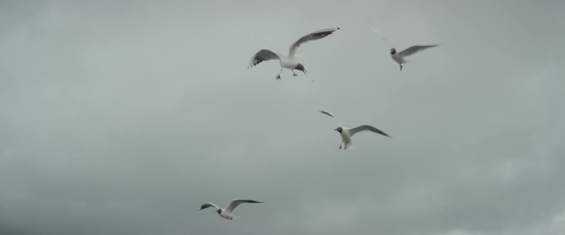 White birds flying on a cloudy day