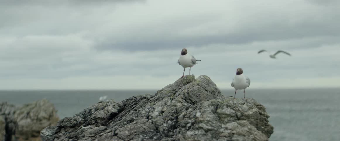 Seagulls sit on a large rock