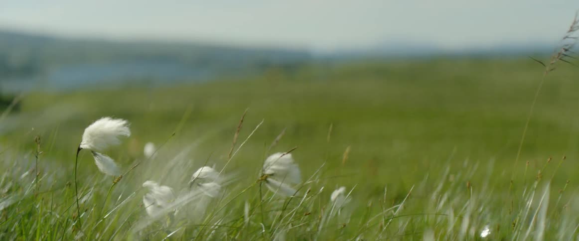 Flowers and grass sway in the breeze on a windy day