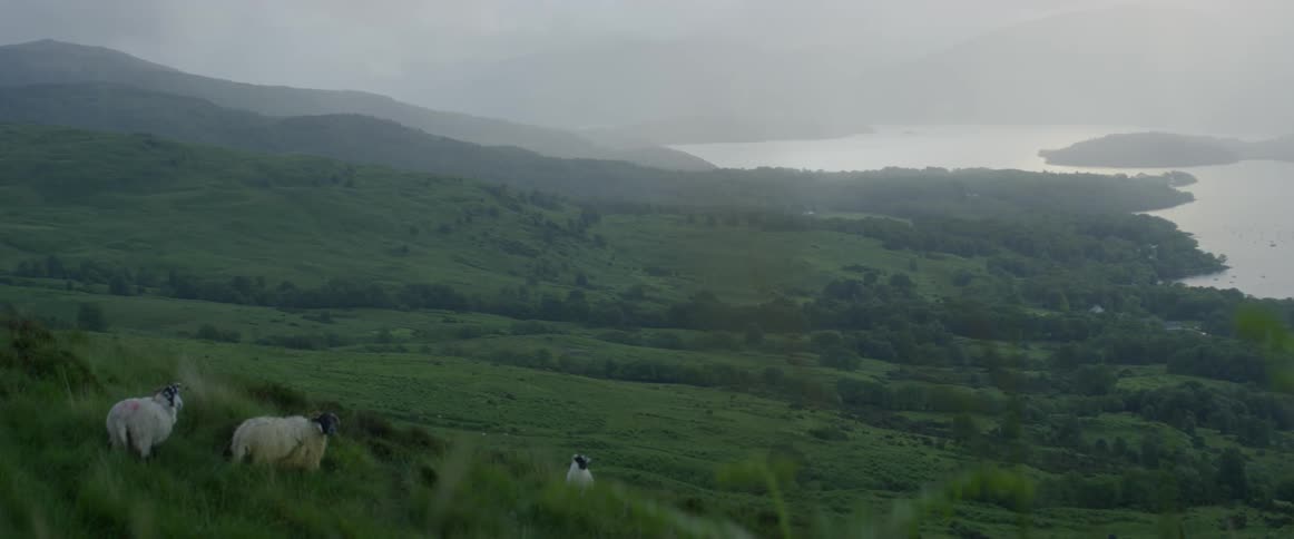 Sheep are walking on the grassy hill