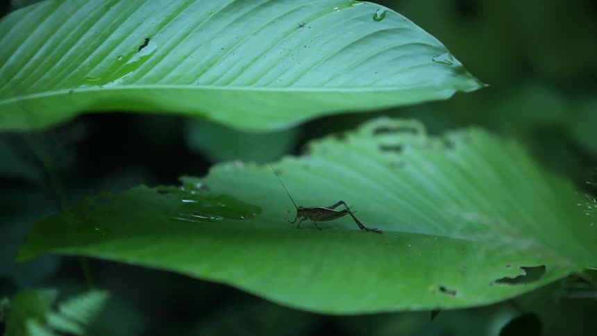 Close up of green leafs with bugs on them