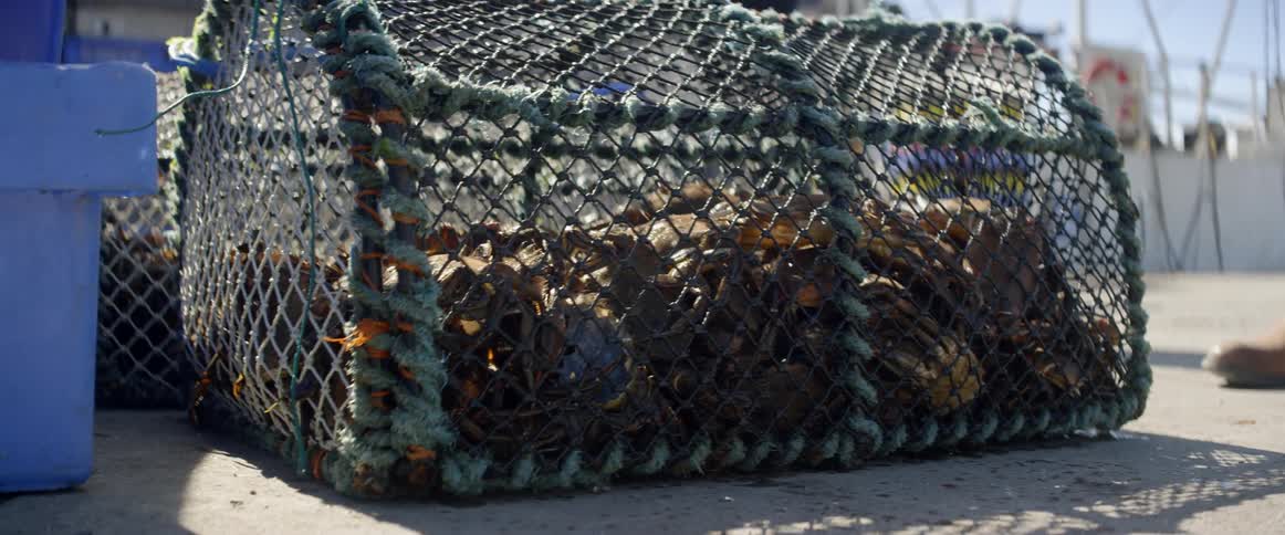 Lobsters crawl around in a wire lobster trap