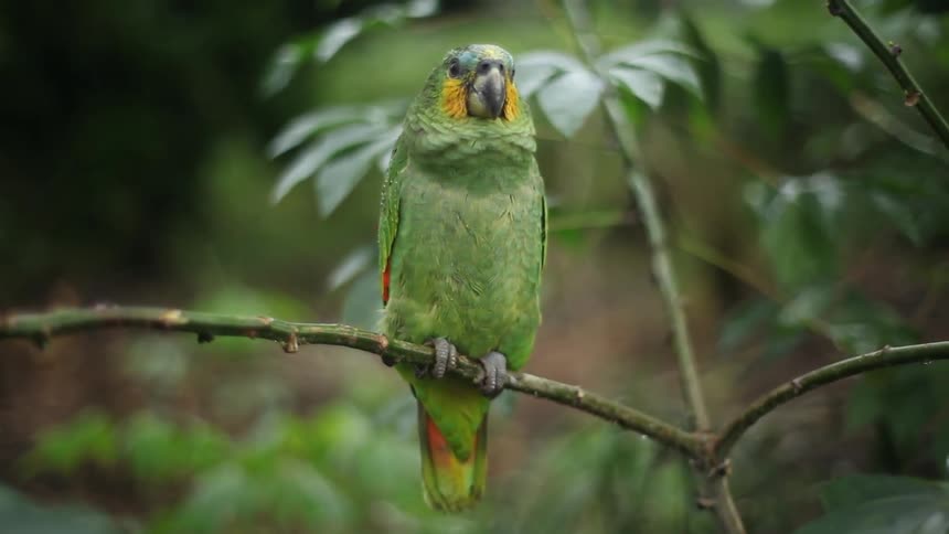 A colorful bird sits on a branch as it rains