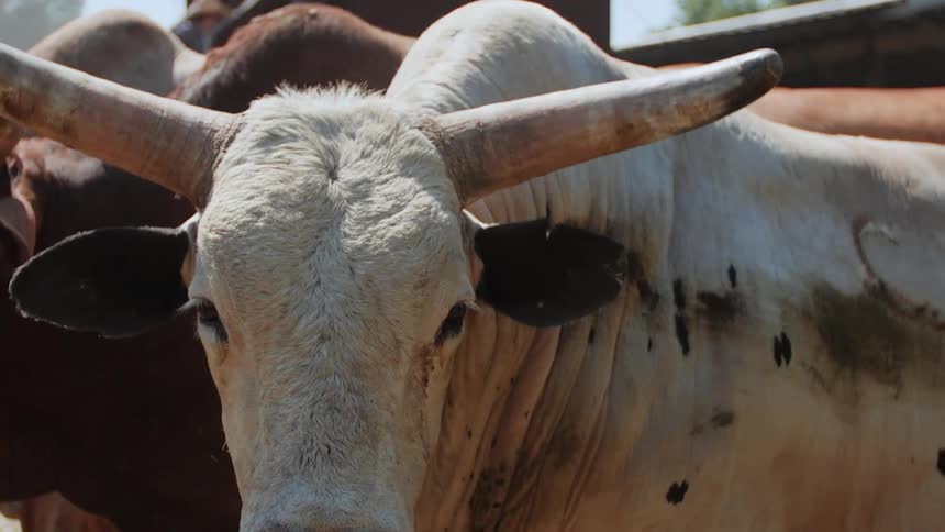 Bulls are fenced in on a ranch