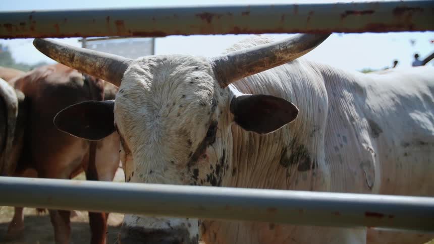 Bulls are fenced in at a rodeo
