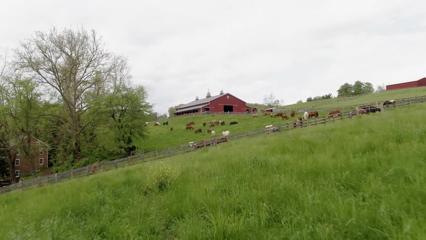 Animals standing outside a barn in a grassy pasture