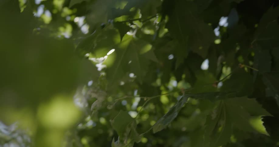 The tree leaves blow in the wind on a sunny day