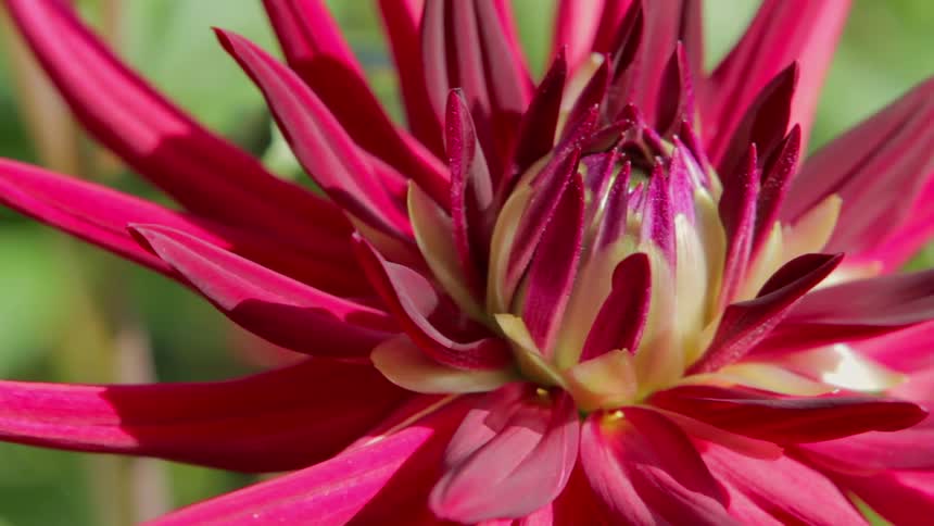 A red flower blooms out under the sun