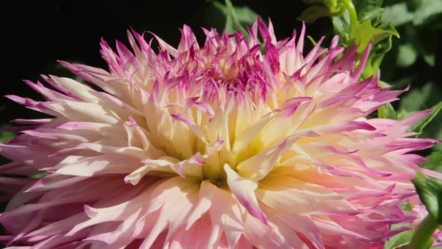 A purple and white flower is motionless under the sun