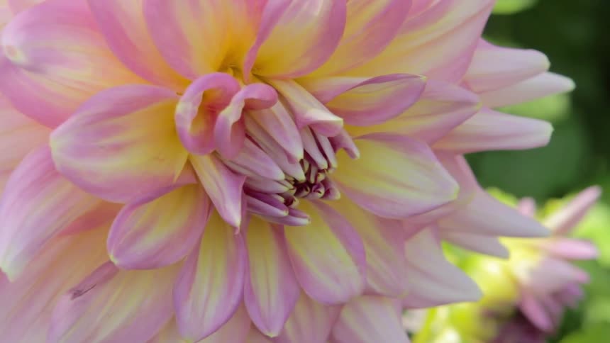 Pink and yellow flower on a sunny day