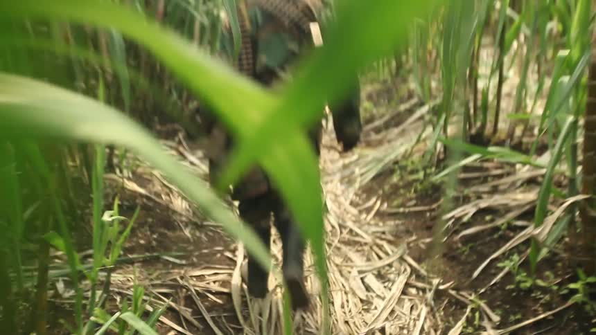 Soldiers walk through tall grass