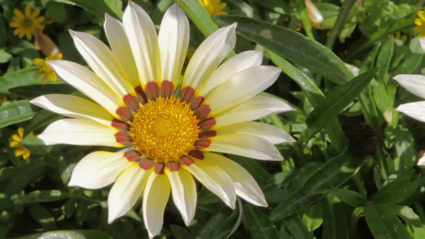 Flower with white petals above smaller yellow flowers