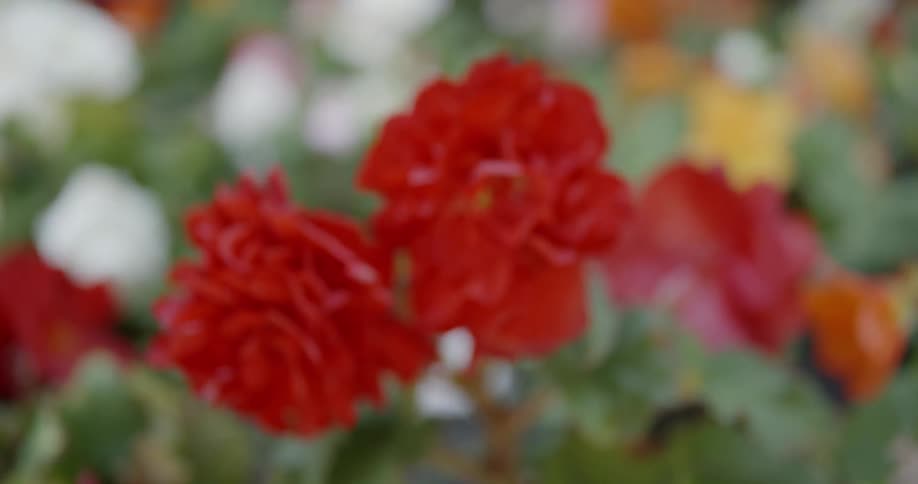 Flowers are blooming during the day