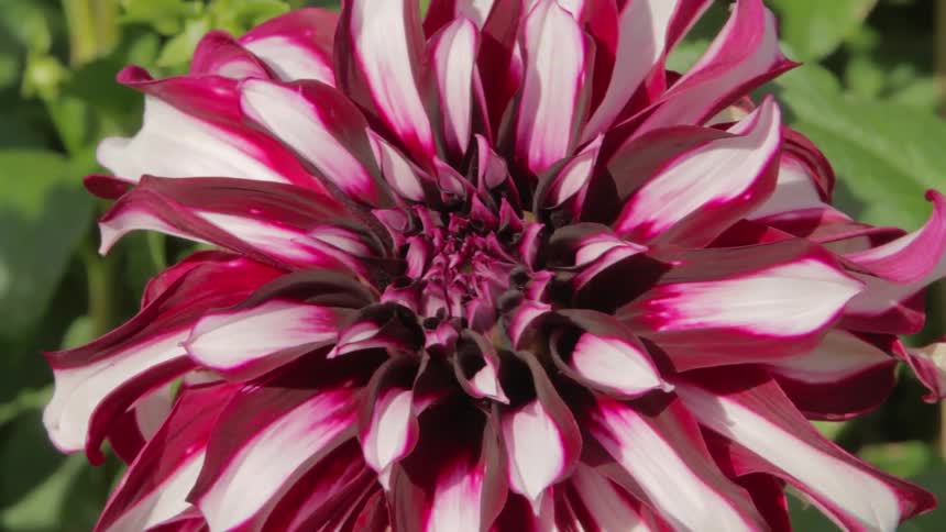 A large flower is red and white in color
