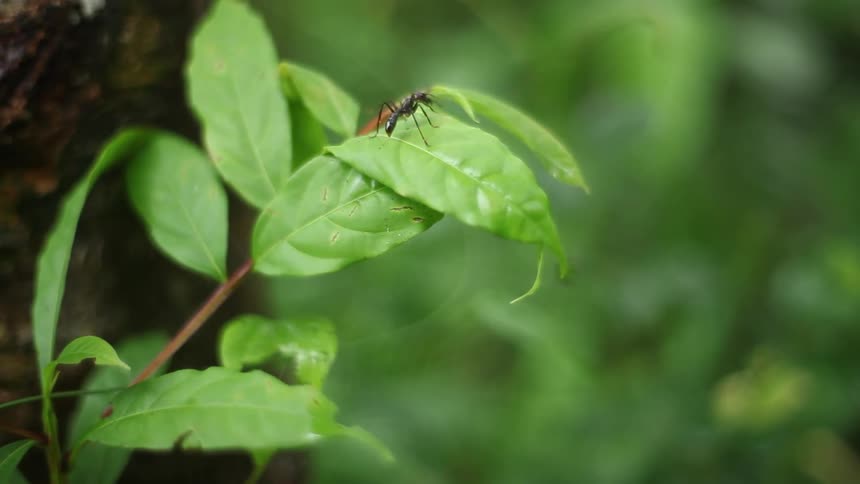 A close up of an ant crawling on a leaf