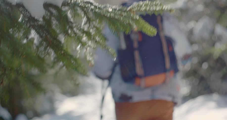 A hiker walks through a pine branch covered with snow