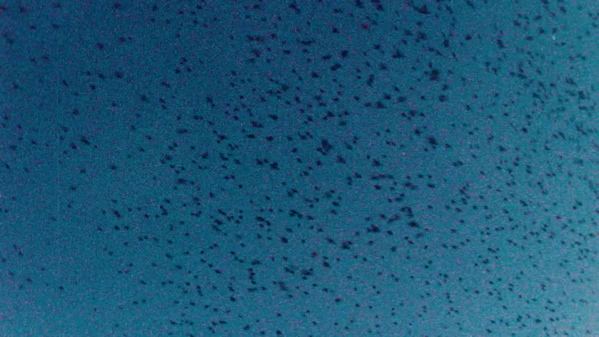 A flock of birds swarms in the blue sky