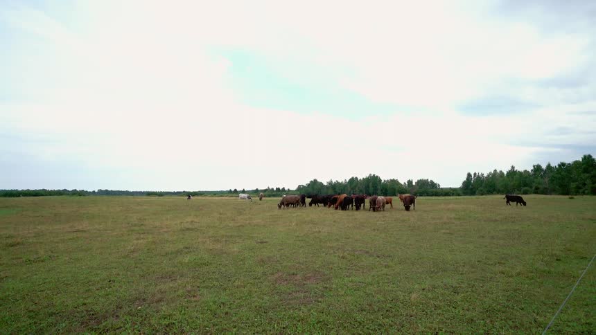 Cattle graze in a field