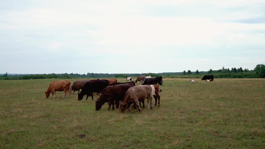 A herd of cattle are grazing