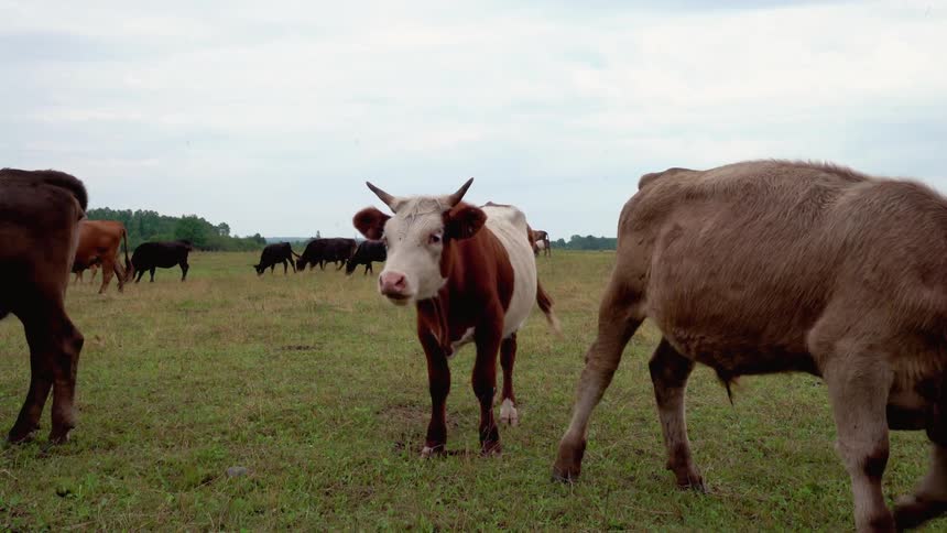Cows are grazing in a field during the day