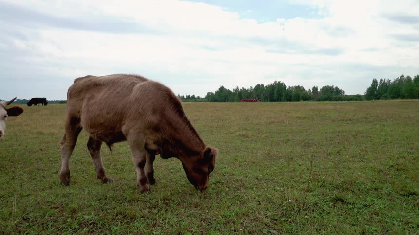 The cows are eating the grass together on a cloudy day