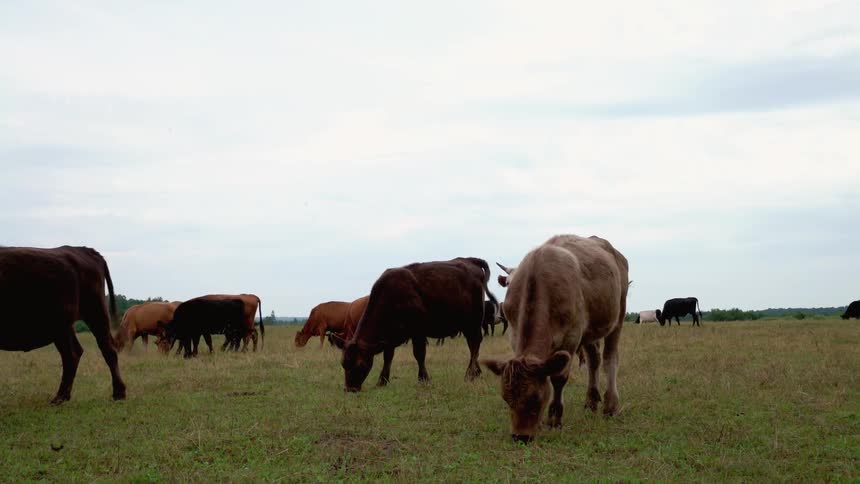 Herd of cattle graze in a field