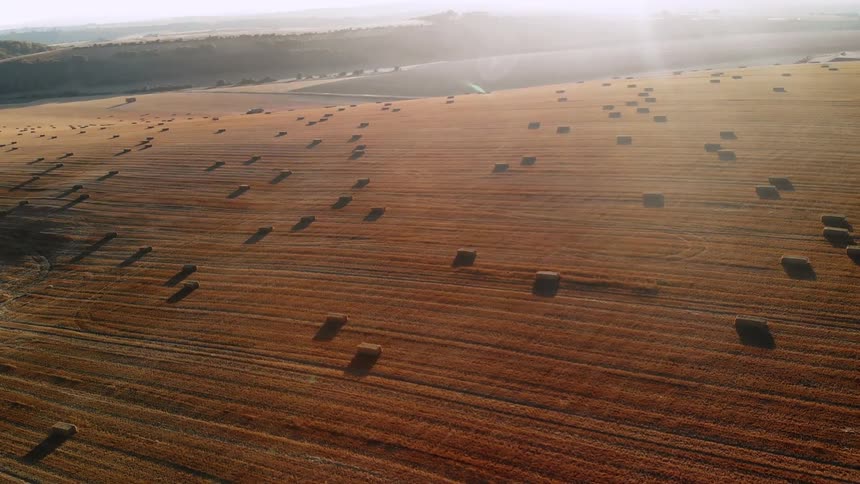 Baled hay sits in a field