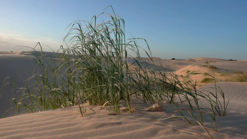 Grass is growing out of the desert sand