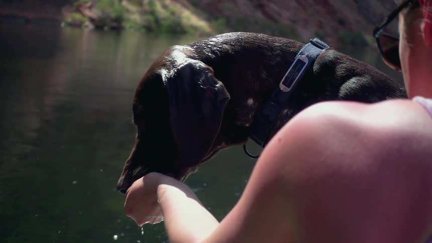 A dog is drinking water from their owners hand